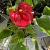 Anthurium Live Plant - Tropical Flamingo Lily Houseplant Indoor - Image 1