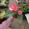 Anthurium Live Plant – Tropical Indoor Houseplant for Vibrant Blooms - Image 1
