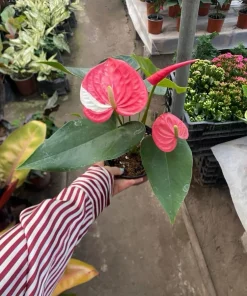 Anthurium Live Plant – Tropical Indoor Houseplant for Vibrant Blooms - Image 1