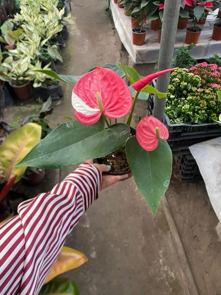 Anthurium Live Plant – Tropical Indoor Houseplant for Vibrant Blooms - Image 1