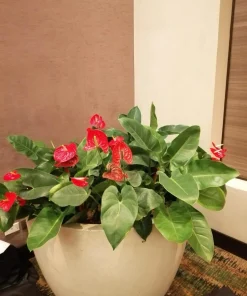 Anthurium Live Plant - Vibrant Flowering Houseplant for Indoor Decor - Image 2