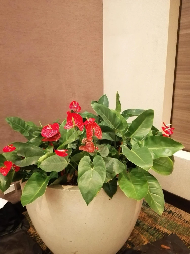 Anthurium Live Plant - Vibrant Flowering Houseplant for Indoor Decor - Image 2