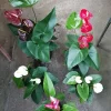 Anthurium Live Plant - Vibrant Flowering Houseplant for Indoor Decor - Image 1
