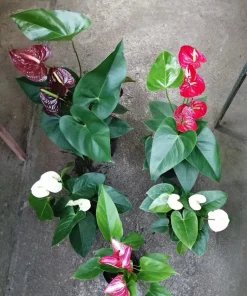 Anthurium Live Plant - Vibrant Flowering Houseplant for Indoor Decor - Image 1