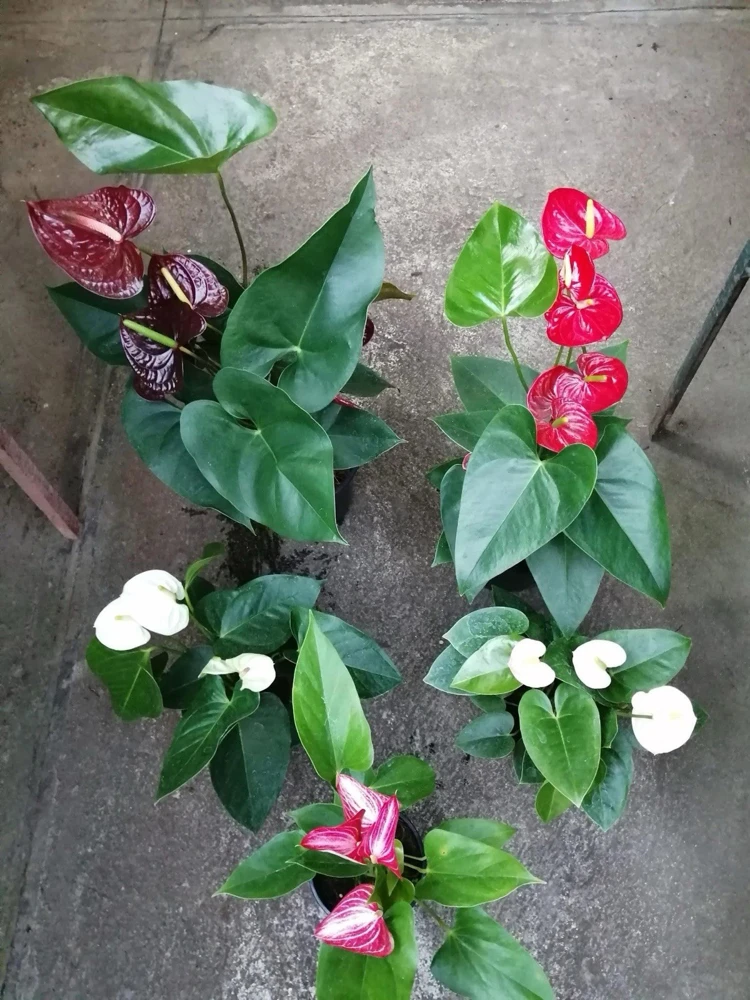 Anthurium Live Plant - Vibrant Flowering Houseplant for Indoor Decor - Image 1