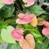 Anthurium Live Plant - Vibrant Tropical Houseplant for Indoor Decor - Image 1