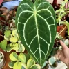 Anthurium magnificum Live Plant – Rare Velvet Leaf Tropical Houseplant - Image 1