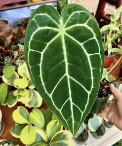 Anthurium magnificum Live Plant – Rare Velvet Leaf Tropical Houseplant - Image 1