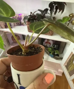 Anthurium Michelle Dreamweaver Necromancer Hybrid Live Plant - Unique Houseplant - Image 2