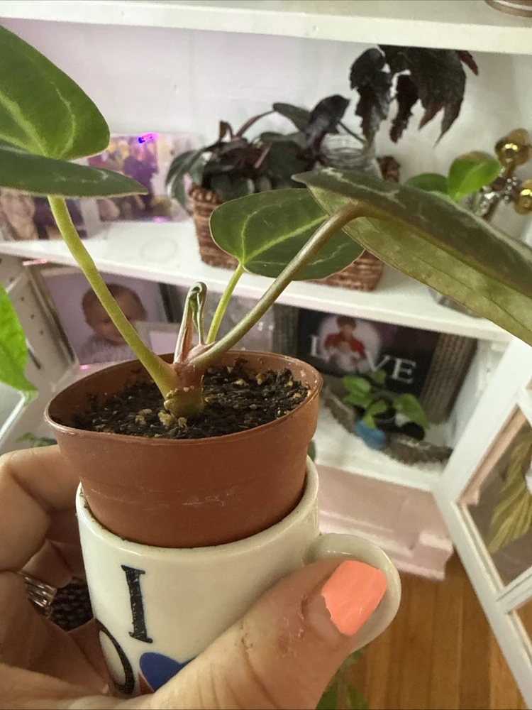 Anthurium Michelle Dreamweaver Necromancer Hybrid Live Plant - Unique Houseplant - Image 2