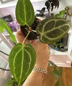 Anthurium Michelle Dreamweaver Necromancer Hybrid Live Plant - Unique Houseplant - Image 3