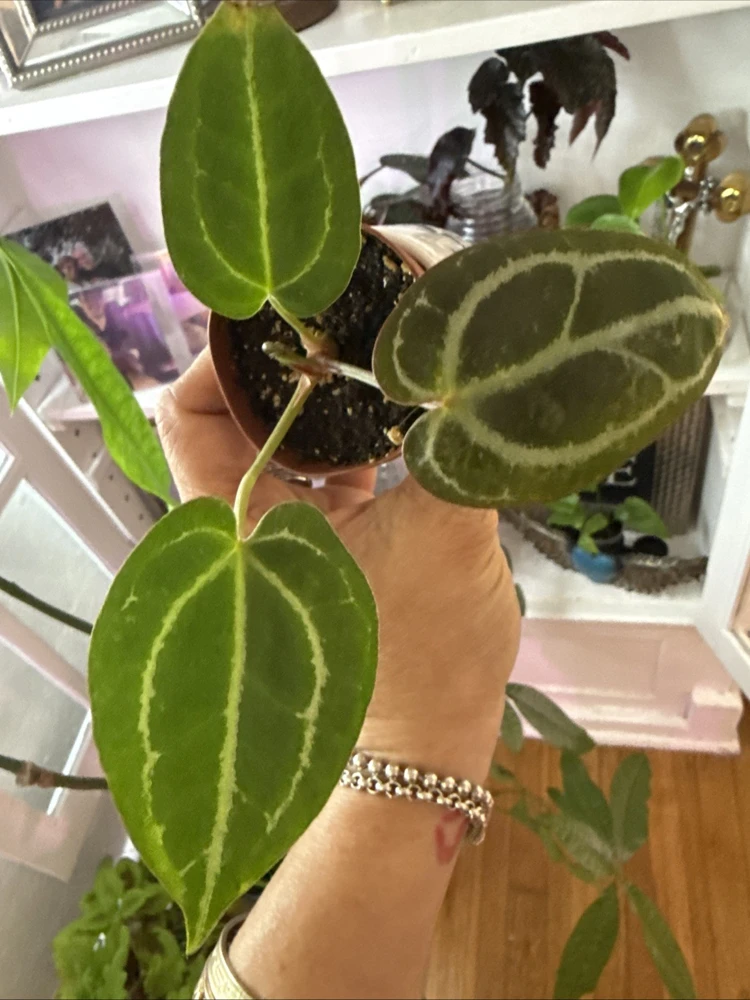 Anthurium Michelle Dreamweaver Necromancer Hybrid Live Plant - Unique Houseplant - Image 3