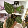 Anthurium Michelle Dreamweaver Necromancer Hybrid Live Plant - Unique Houseplant - Image 1