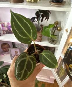 Anthurium Michelle Dreamweaver Necromancer Hybrid Live Plant - Unique Houseplant - Image 1