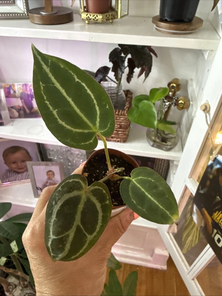 Anthurium Michelle Dreamweaver Necromancer Hybrid Live Plant - Unique Houseplant - Image 1
