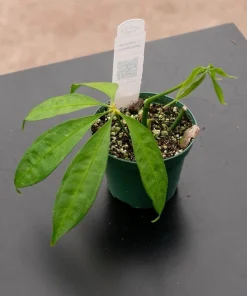 Anthurium polyschistum Live Plant – Rare Tropical Aroid Indoor Houseplant - Image 2