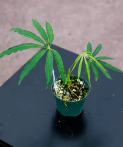 Anthurium polyschistum Live Plant – Rare Tropical Aroid Indoor Houseplant - Image 1