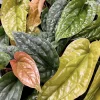 Anthurium Radicans x Luxurians Live Plant - Rare Tropical Houseplant - Image 1