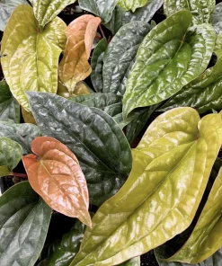 Anthurium Radicans x Luxurians Live Plant - Rare Tropical Houseplant - Image 1
