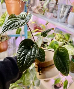Anthurium Radicans x Luxurians Live Plant - Rare Tropical Aroid Houseplant - Image 2