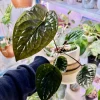 Anthurium Radicans x Luxurians Live Plant - Rare Tropical Aroid Houseplant - Image 1
