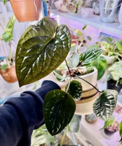 Anthurium Radicans x Luxurians Live Plant - Rare Tropical Aroid Houseplant - Image 1