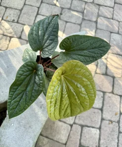 Anthurium Radicans x Luxurians Live Plant - Rare Velvet Leaf Aroid Houseplant - Image 2