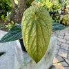 Anthurium Radicans x Luxurians Live Plant - Rare Velvet Leaf Aroid Houseplant - Image 1