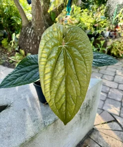 Anthurium Radicans x Luxurians Live Plant - Rare Velvet Leaf Aroid Houseplant - Image 1