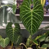Anthurium Regale Live Plant - Majestic Tropical Houseplant - Image 1