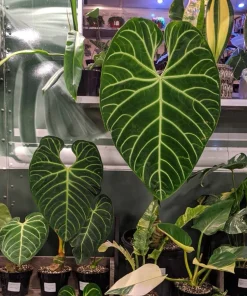 Anthurium Regale Live Plant - Majestic Tropical Houseplant - Image 1