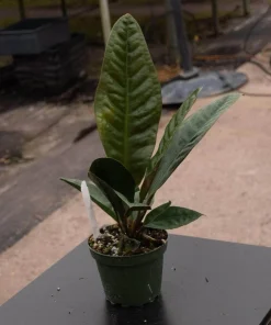 Anthurium superbum - Image 2