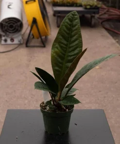 Anthurium superbum - Image 1