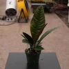 Anthurium Superbum Live Plant - Rare Bird's Nest Anthurium Tropical Houseplant - Image 1