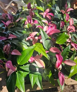 Anthurium Zizou Live Plant – Pink Flowering Houseplant – 4in Pot - Image 2