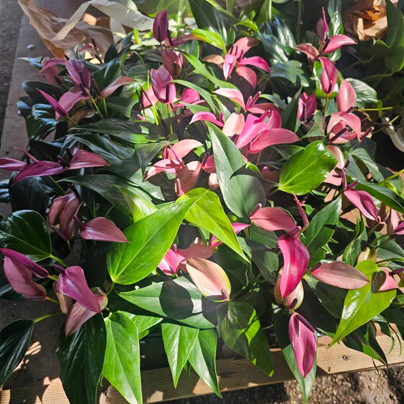 Anthurium Zizou Live Plant – Pink Flowering Houseplant – 4in Pot - Image 2