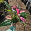 Anthurium Zizou Live Plant – Pink Flowering Houseplant – 4in Pot - Image 1