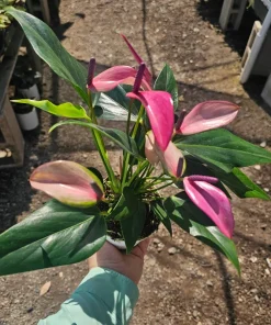 Anthurium Zizou Live Plant – Pink Flowering Houseplant – 4in Pot - Image 1