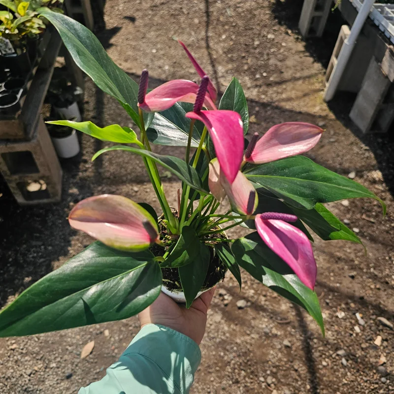 Anthurium Zizou Live Plant – Pink Flowering Houseplant – 4in Pot - Image 1