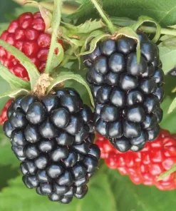 Apache Blackberry Live Plant 5-9