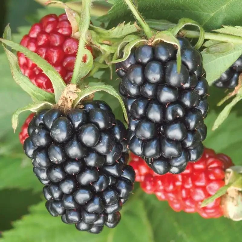 Apache Blackberry Live Plant 5-9" Tall - Giant Thornless Berry Bush - Zones 5-9 - Image 4
