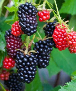 Apache Blackberry Live Plant 5-9