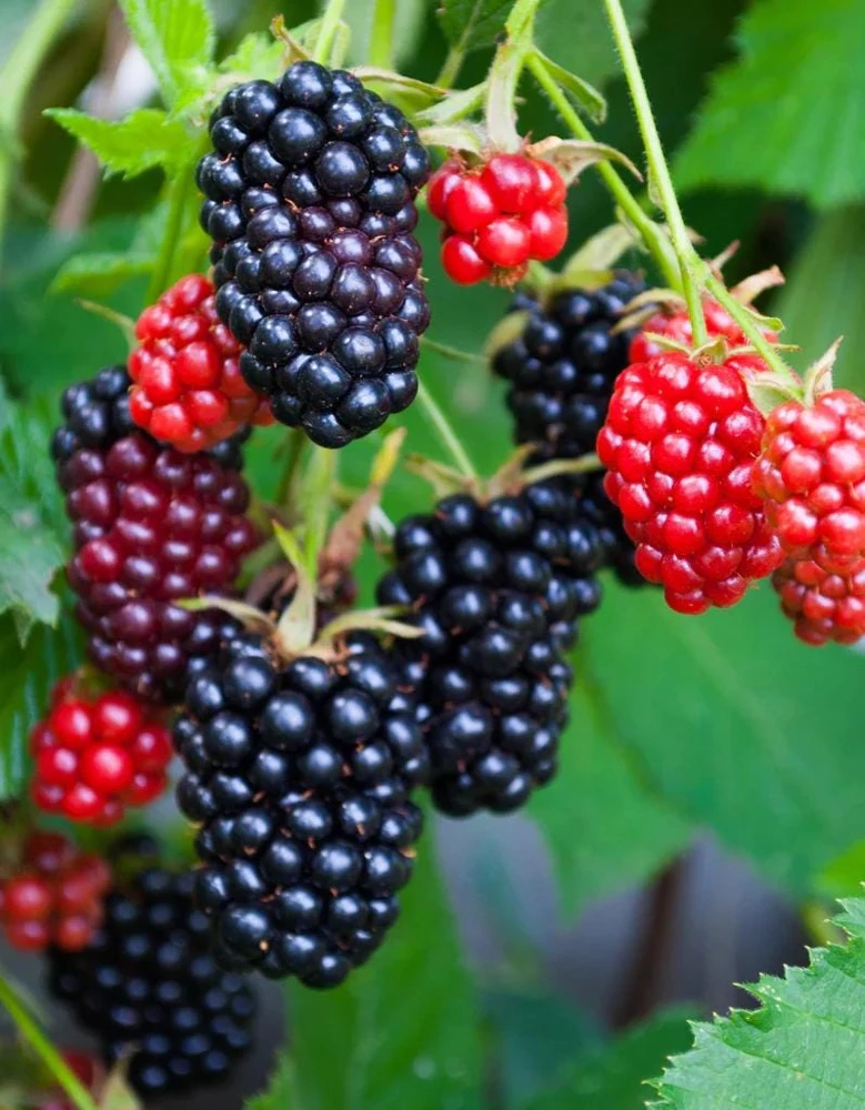 Apache Blackberry Live Plant 5-9" Tall - Giant Thornless Berry Bush - Zones 5-9 - Image 5