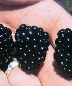Apache Blackberry Live Plant 5-9