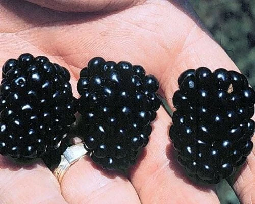 Apache Blackberry Live Plant 5-9" Tall - Giant Thornless Berry Bush - Zones 5-9 - Image 6