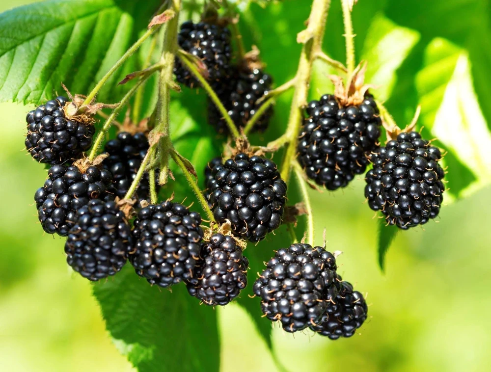 Apache Blackberry Live Plant 5-9" Tall - Giant Thornless Berry Bush - Zones 5-9 - Image 7
