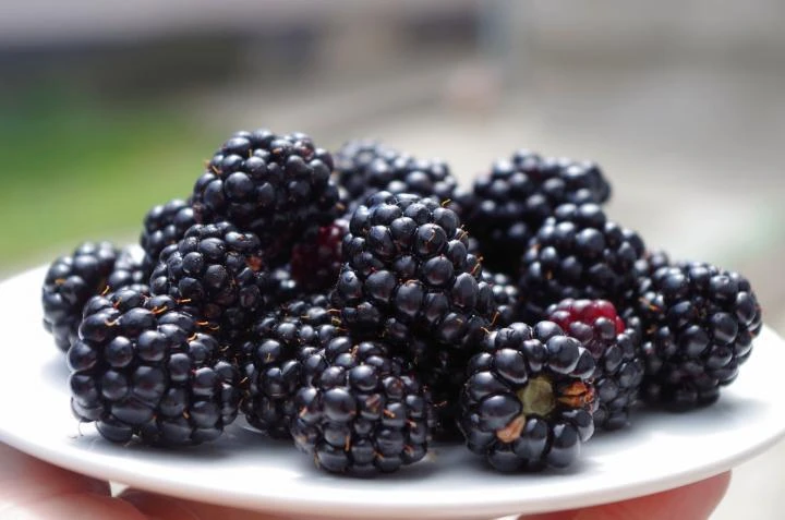 Apache Thornless Blackberry Live Plants - 2 Pack, 1-2 Year Old, Edible Fruit, Outdoor - Image 2