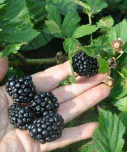 Apache Thornless Blackberry Live Plants - 2 Pack, 1-2 Year Old, Edible Fruit, Outdoor - Image 3