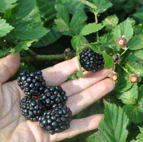 Apache Thornless Blackberry Live Plants - 2 Pack, 1-2 Year Old, Edible Fruit, Outdoor - Image 3