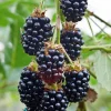 Apache Thornless Blackberry Live Plants - 2 Pack, 1-2 Year Old, Edible Fruit, Outdoor - Image 1